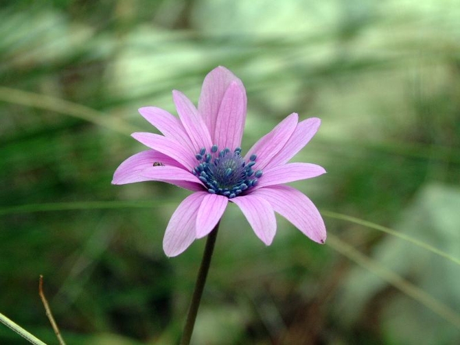 Anemone apennina e Anemone hortensis
